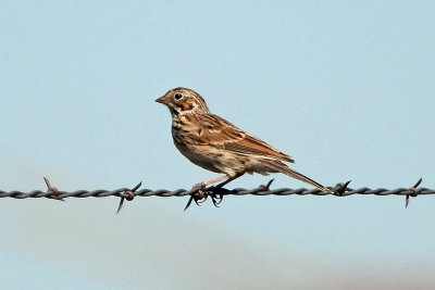 Vesper Sparrow