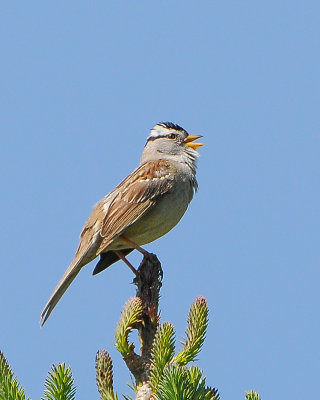 White-crowned Sparrow