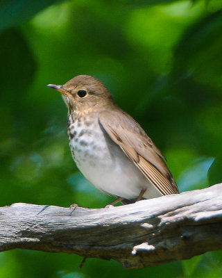 Swainson's Thrush