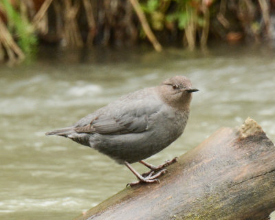 American Dipper