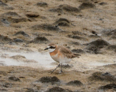 Lesser Sand-Plover 