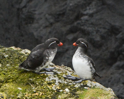 Parakeet Auklets