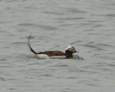 Long-tailed Duck