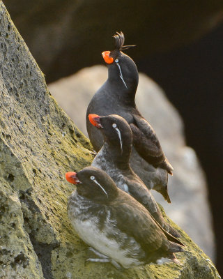 Crested and Parakeet Auklets