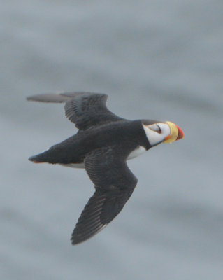 Horned Puffin