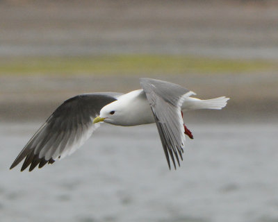 Red-legged Kittiwake