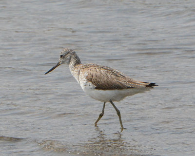 Common Greenshank