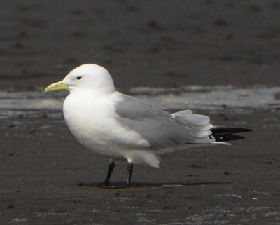 Black-legged Kittiwake