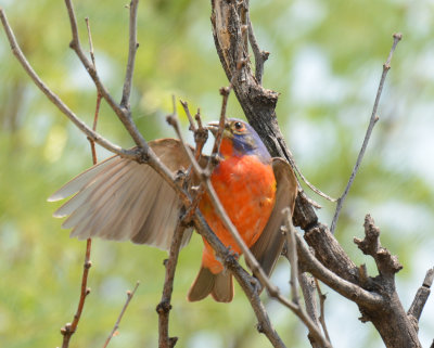 Painted Bunting