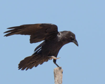 Chihuahan Raven