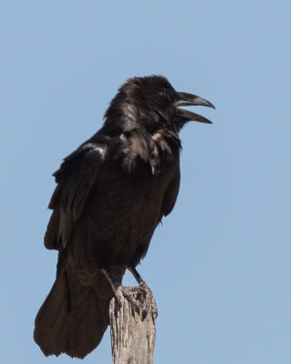 Chihuahan Raven
