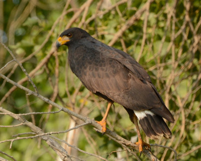 Common Blackhawk