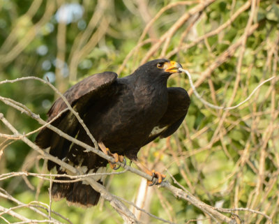 Common Blackhawk