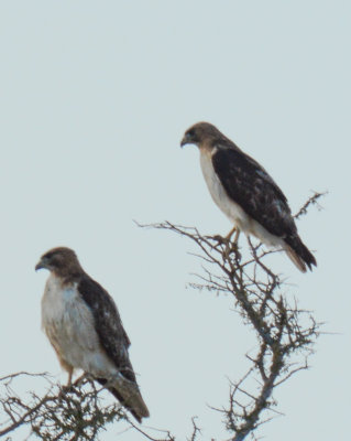 Red-tailed Hawks