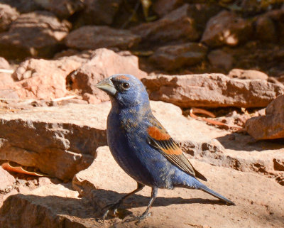 Blue Grosbeak