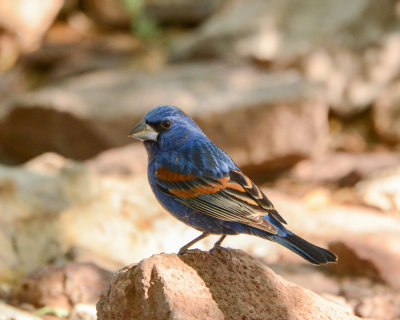 Blue Grosbeak