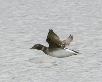 Long-tailed Duck