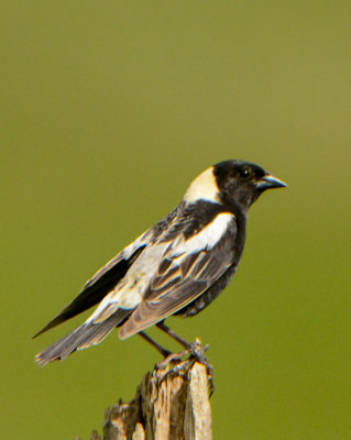 Bobolink