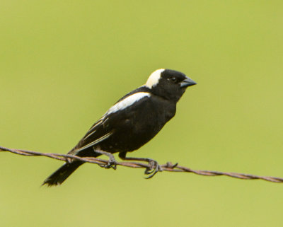 Bobolink