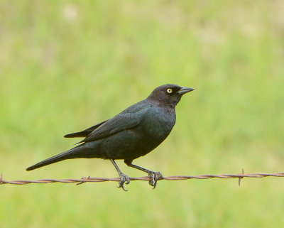 Brewer's Blackbird