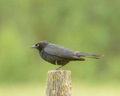 Brewer's Blackbird