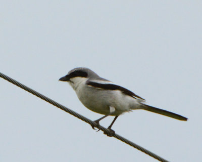 Loggerhead Shrike