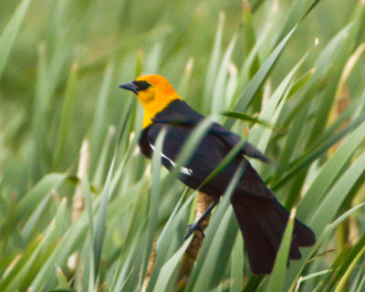 Yellow-headed Blackbird