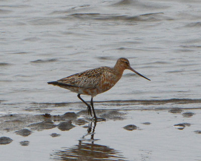 Bar-tailed Godwit