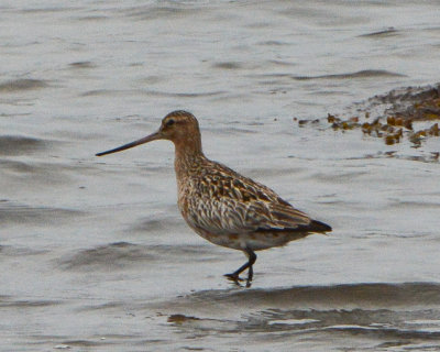 Bar-tailed Godwit