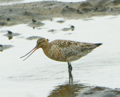 Bar-tailed Godwit