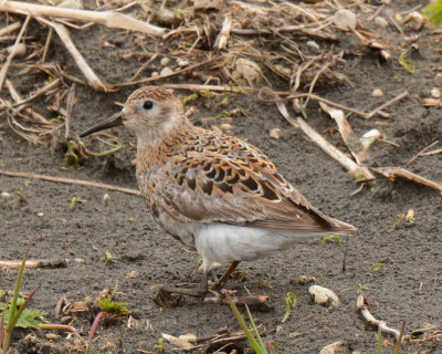 Rock Sandpiper