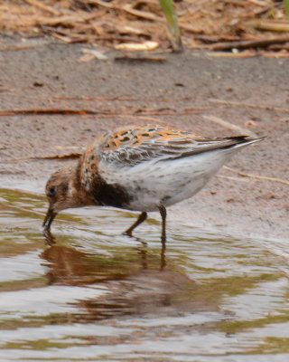 Rock Sandpiper
