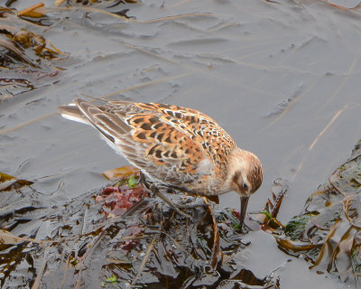Rock Sandpiper