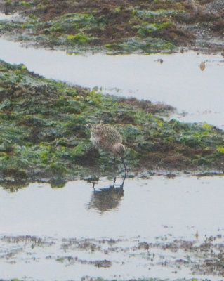 Curlew Sandpiper