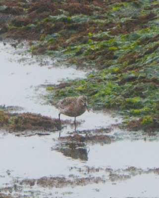Curlew Sandpiper