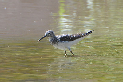 Solitary Sandpiper