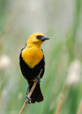 Yellow-headed Blackbird