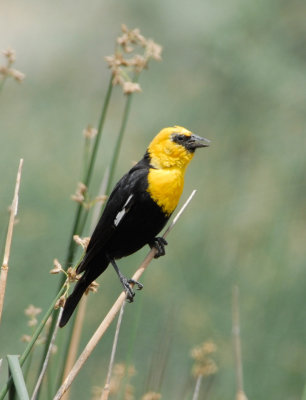Yellow-headed Blackbird