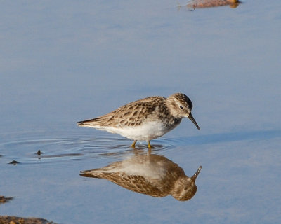 Least Sandpiper