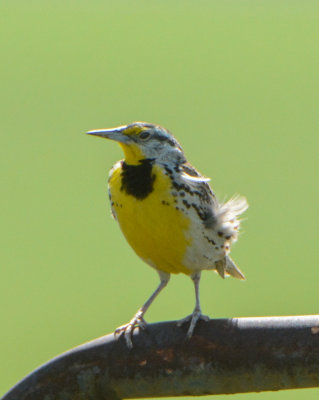 Western Meadowlark