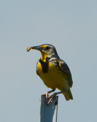 Western Meadowlark