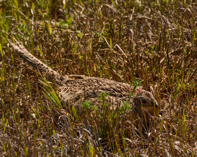 Ring-necked Pheasant