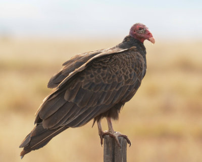 Turkey Vulture