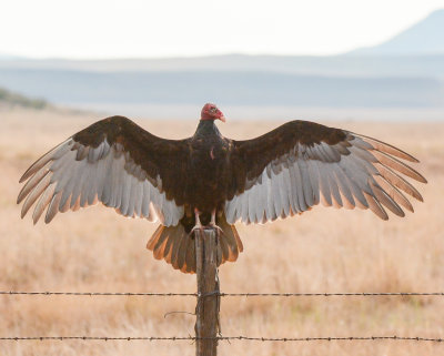 Turkey Vulture