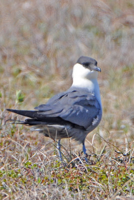 Long-tailed Jaeger