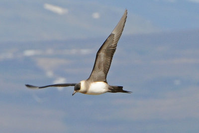 Parasitic Jaeger