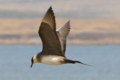 Parasitic Jaeger