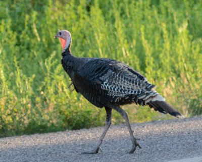 Wild Turkey