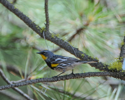 Yellow-rumped Warbler