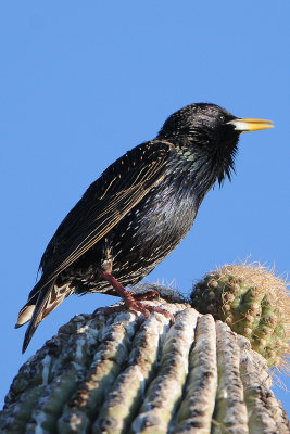 European Starling